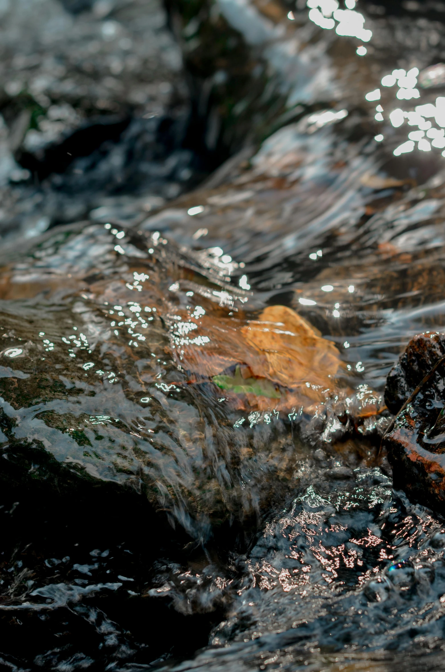 a bird on a rock in some water