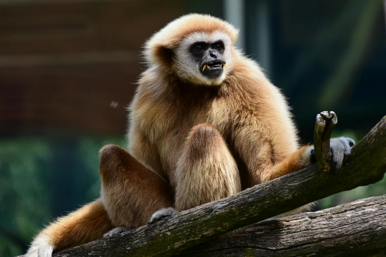 an image of a white faced monkey on a nch