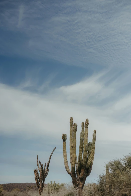 there are two cactus trees on the field