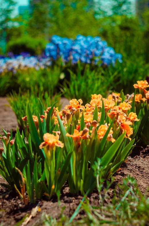 flowers are blooming in a small garden