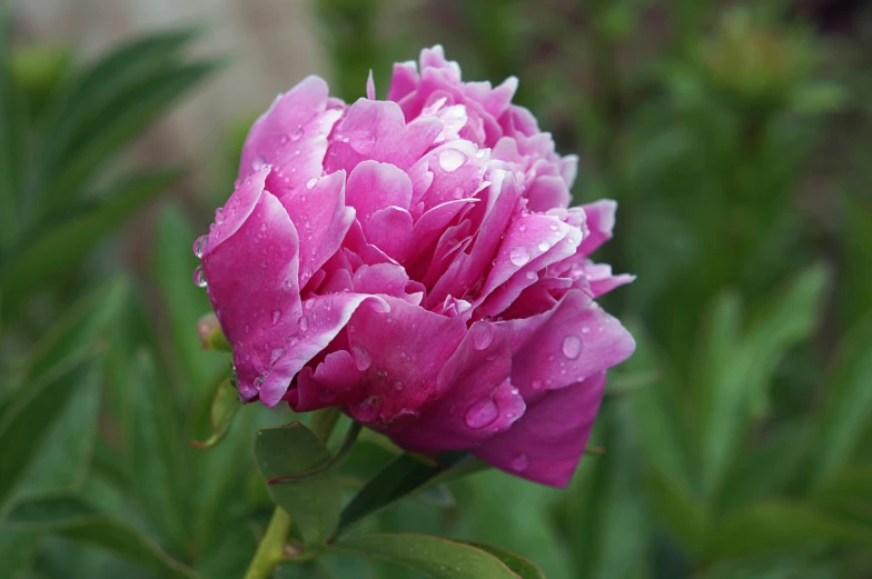 pink carnation in a garden with water drops