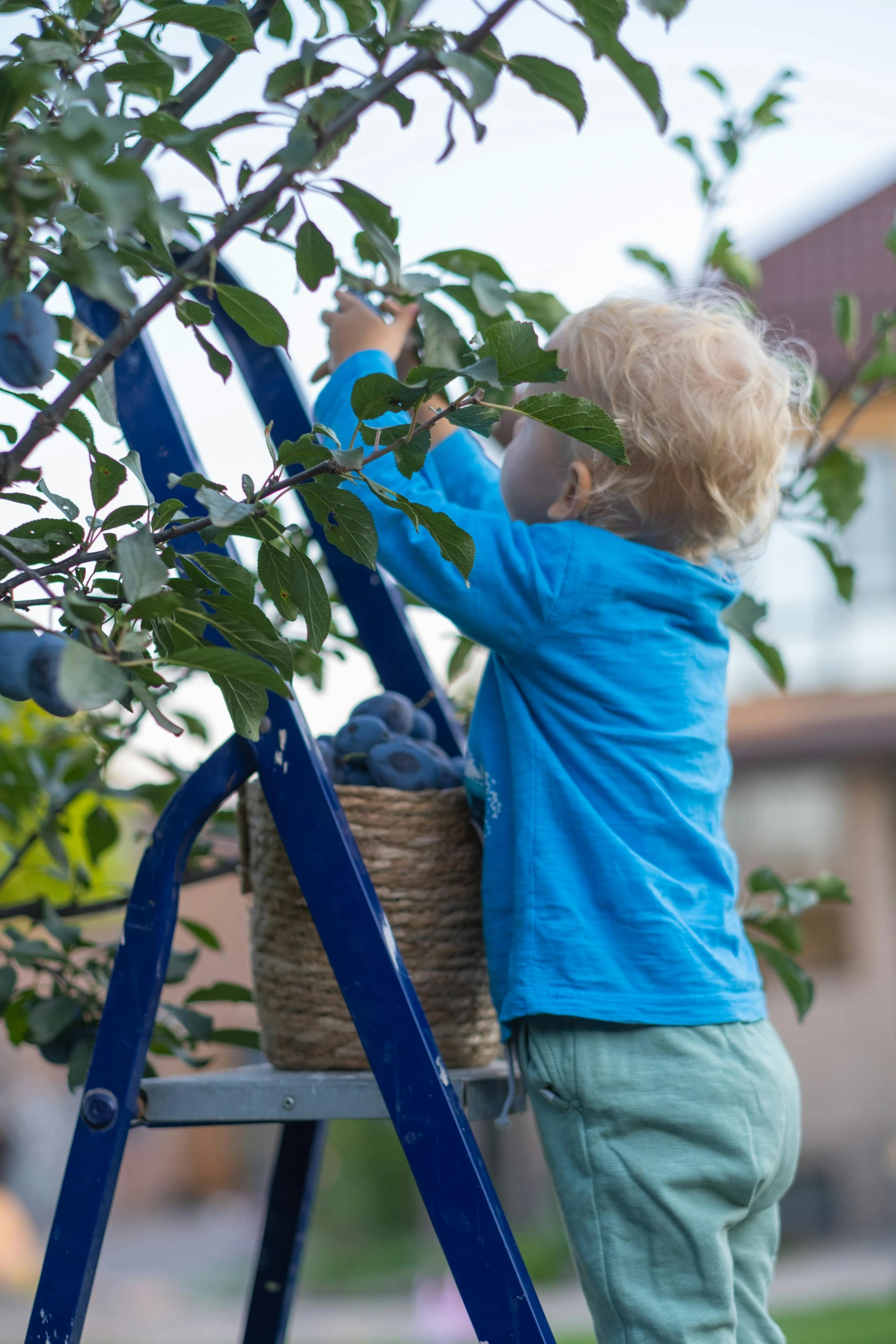 a little boy climbing a ladder to pick some blueberries