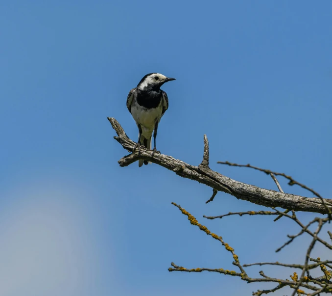 a bird that is perched on a tree limb