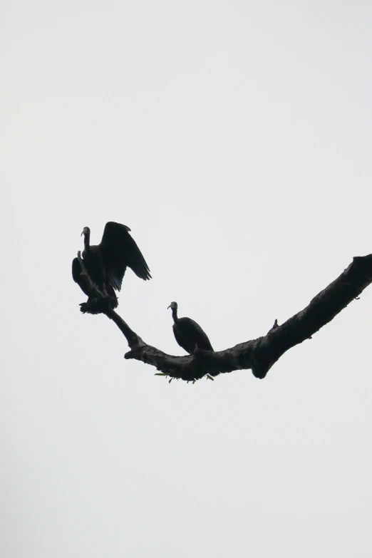 some birds are sitting on a tree limb