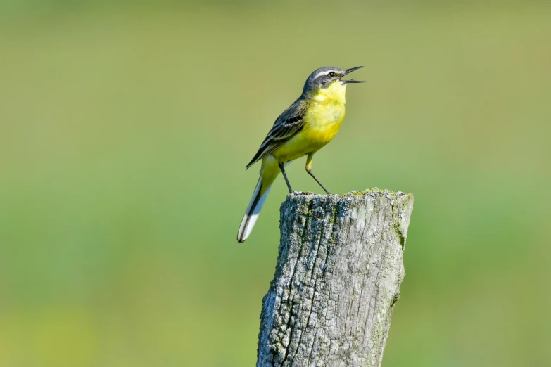 yellow bird standing on top of a wooden post