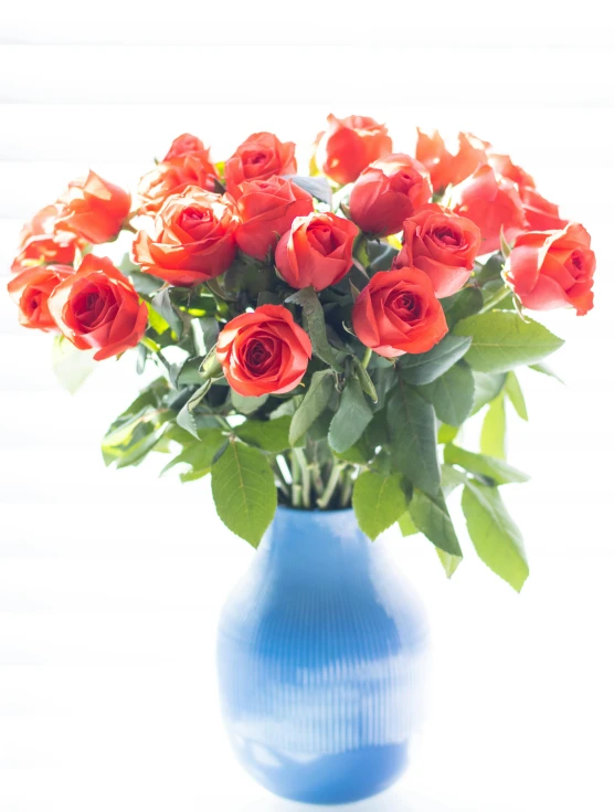 red roses in a blue vase against white backdrop