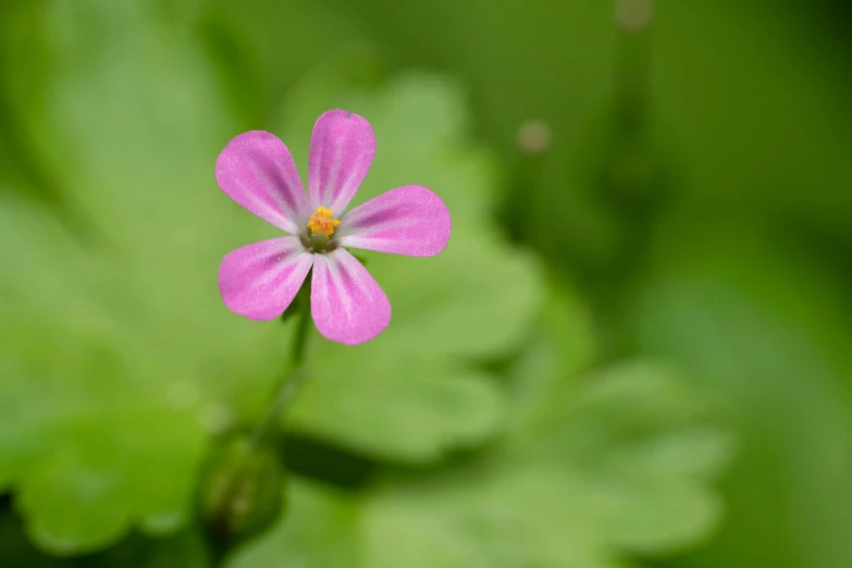 the pink flower is blooming near green leaves