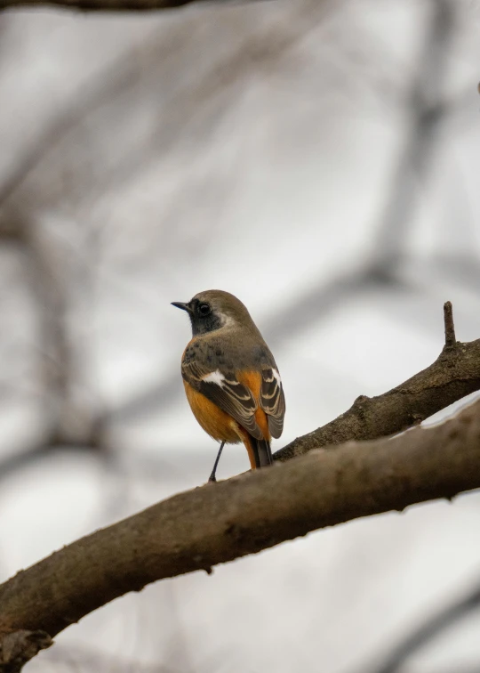 there is a small bird perched on the tree nch