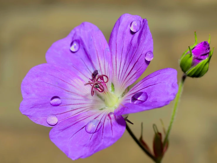 a close up of some purple flowers with drops