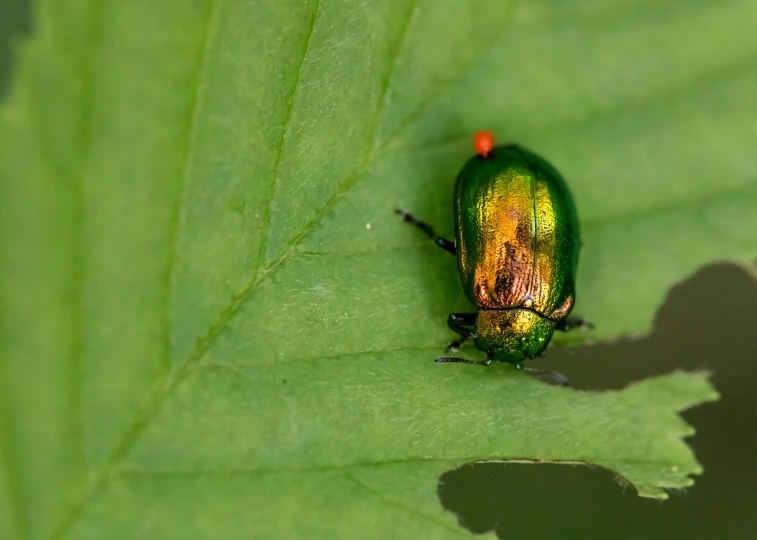 a green bug is perched on the leaves