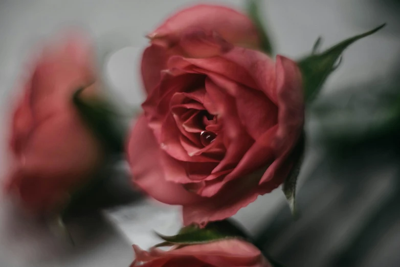 there are two rose on the table and one of them is red