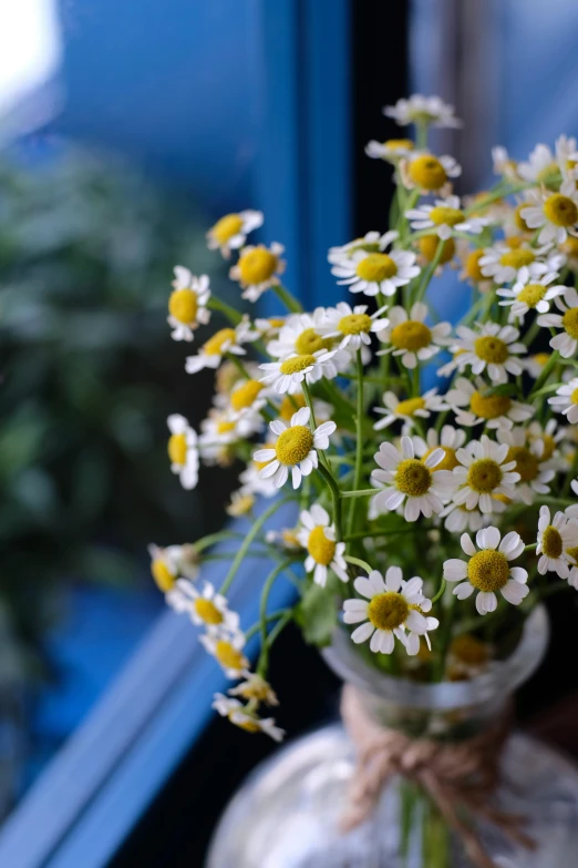 a vase with daisies is on the windowsill