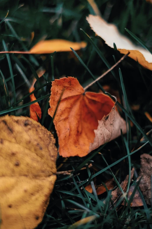 a single leaf sitting on the ground among grass