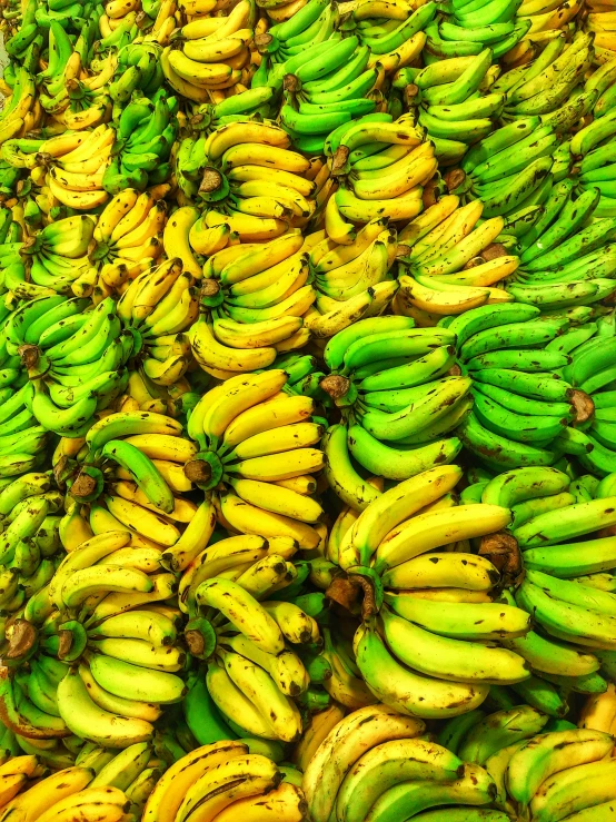 bananas in various colors, many are unripe