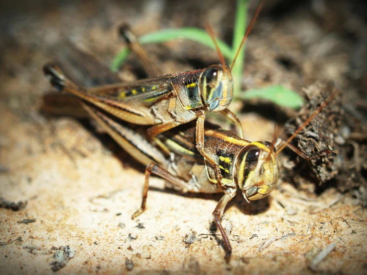 two grasshoppers walking next to each other on the ground