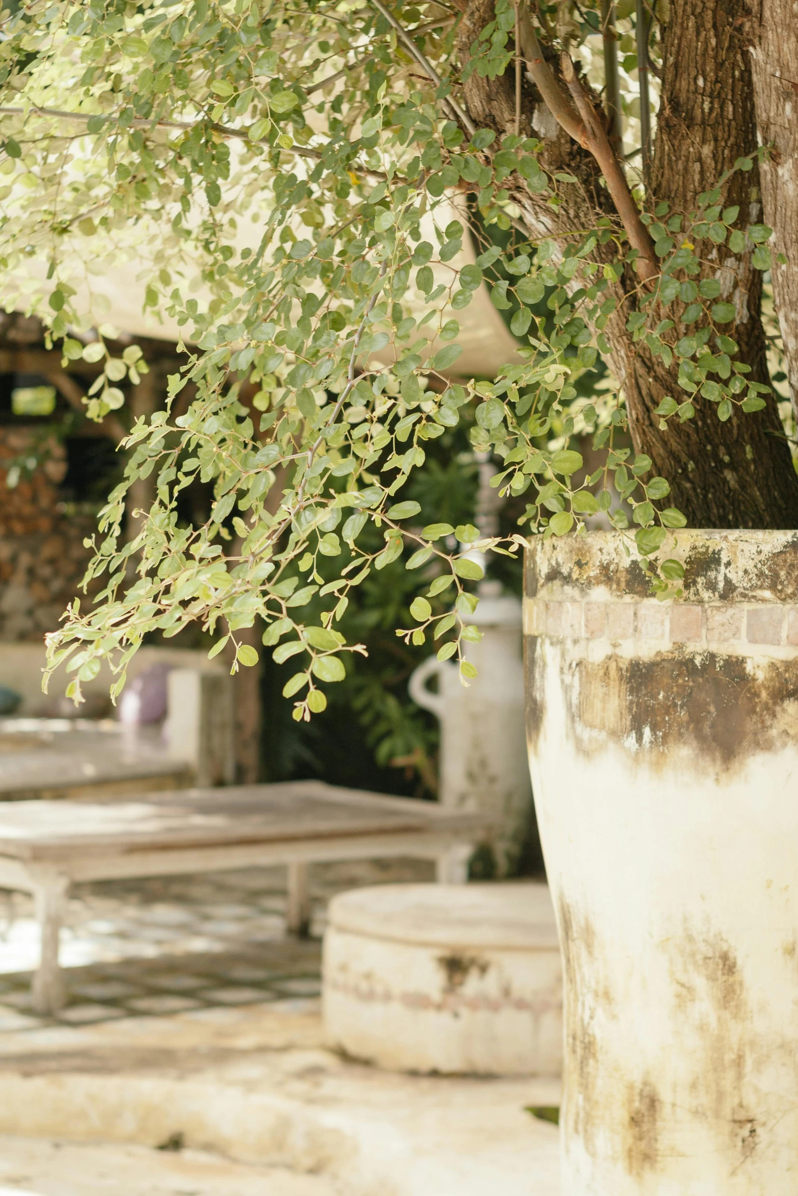 a tree is shown in an old pot