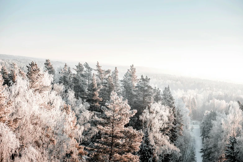 a forest with lots of trees covered in snow