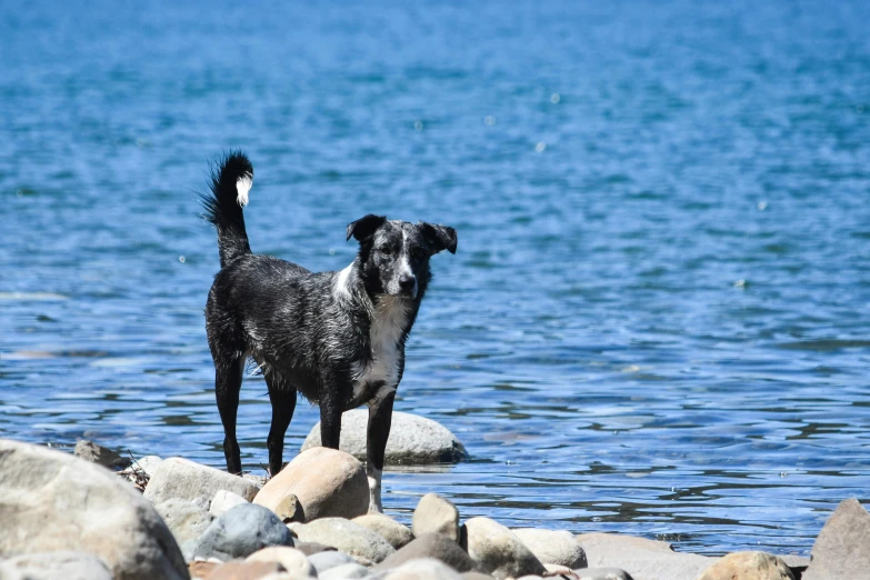 a dog is looking over some rocks by the water