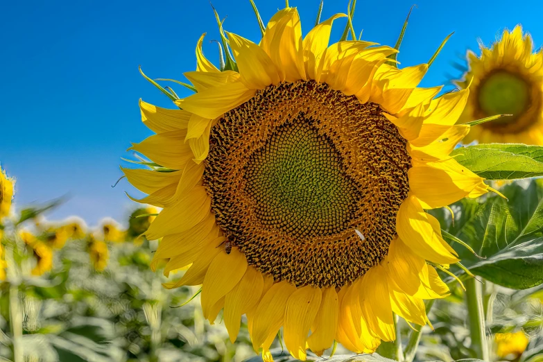 a large sunflower on a sunny day