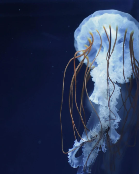 a jellyfish looks like it has many tentacles