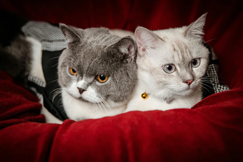 two grey and white cats laying in a red couch