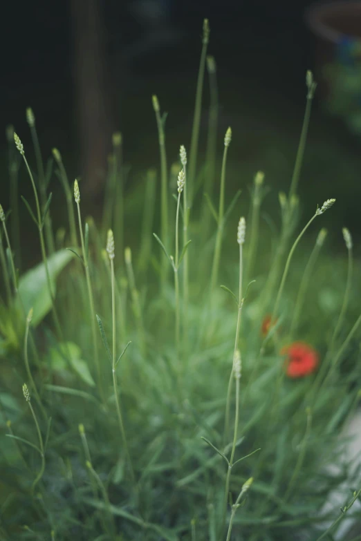 small green plant with leaves in close up