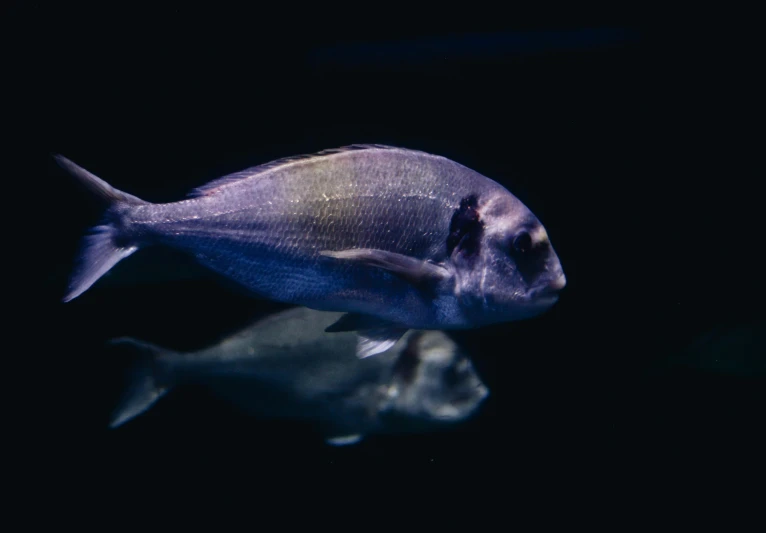 a blue and black fish with it's head reflected in water