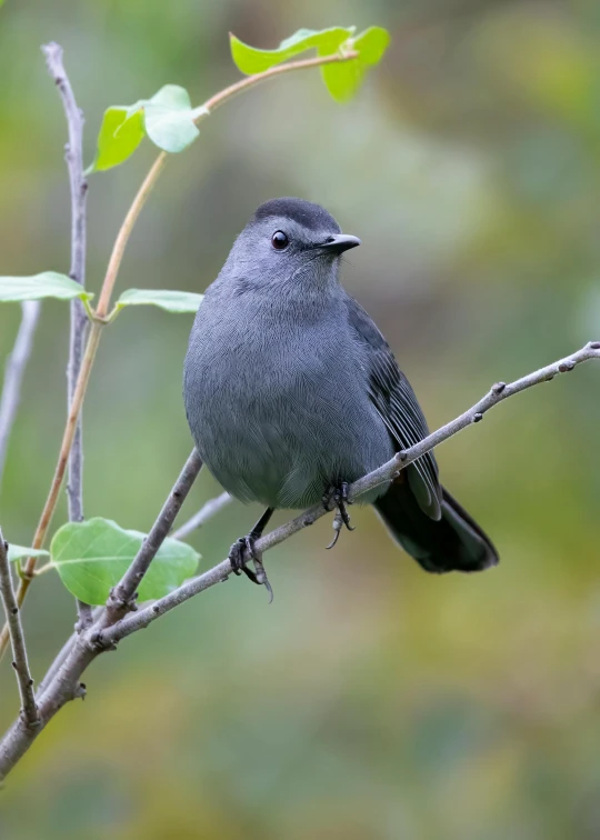 the bird is sitting on a nch near the leaves