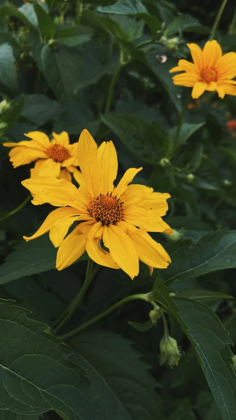 a field of yellow flowers with dark green leaves