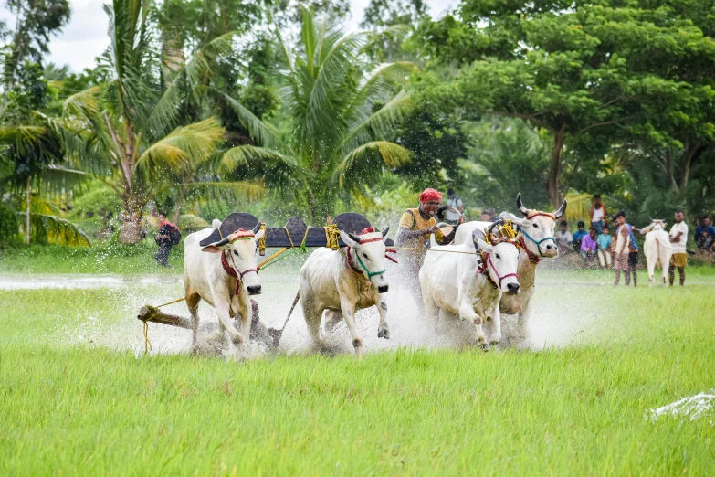 three white horses in the middle of some water