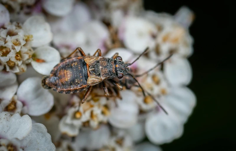 an insect that is on a flower in the day