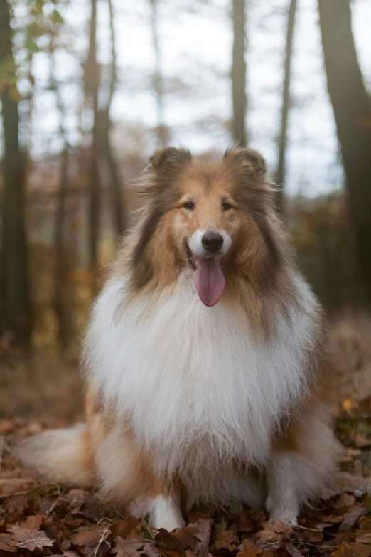 a dog sitting on top of leaves in the woods