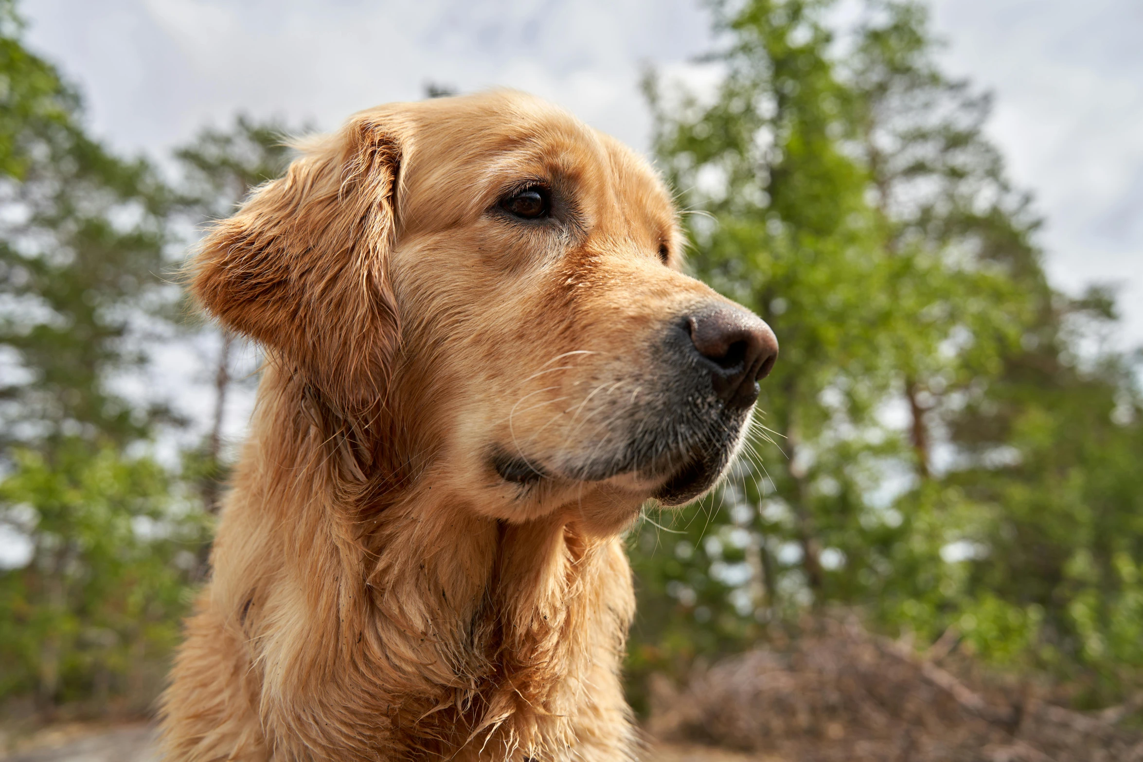 the dog is standing near the trees with his eyes closed