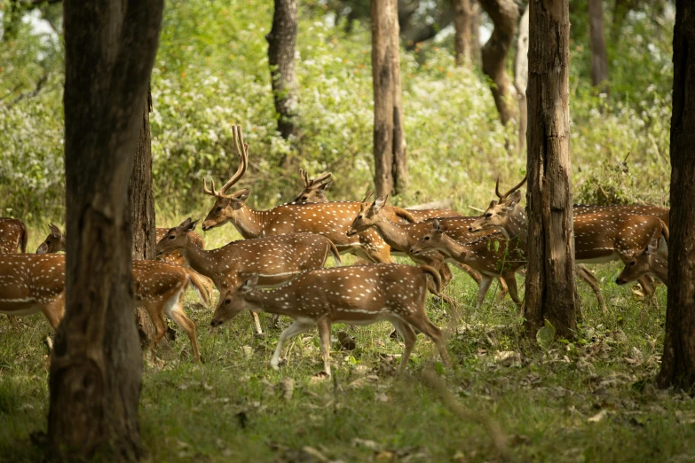 a group of deer that are in the woods