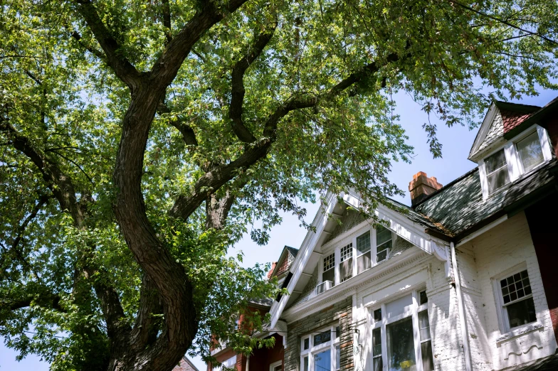 a big tree in front of a large house