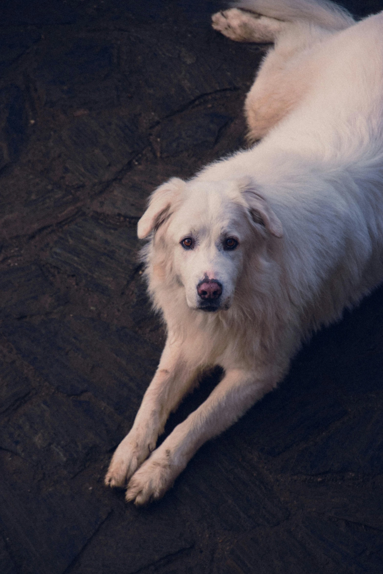 the white dog is laying down on the cement