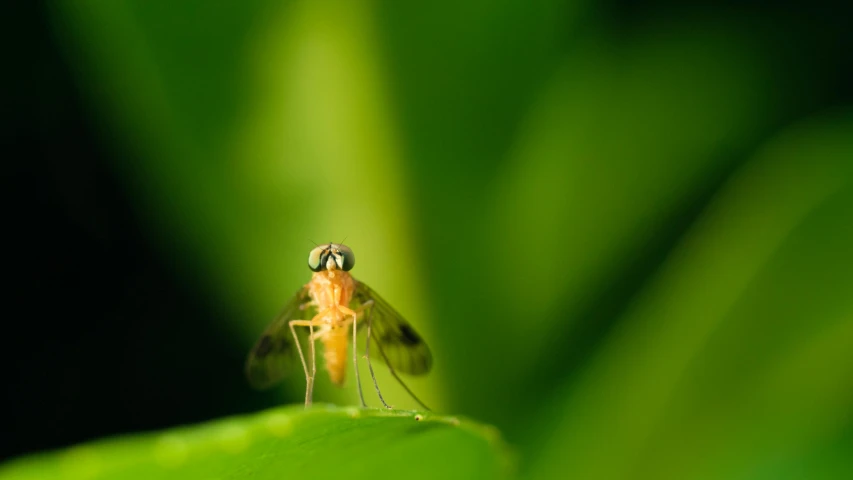 a close up s of a fly on a plant