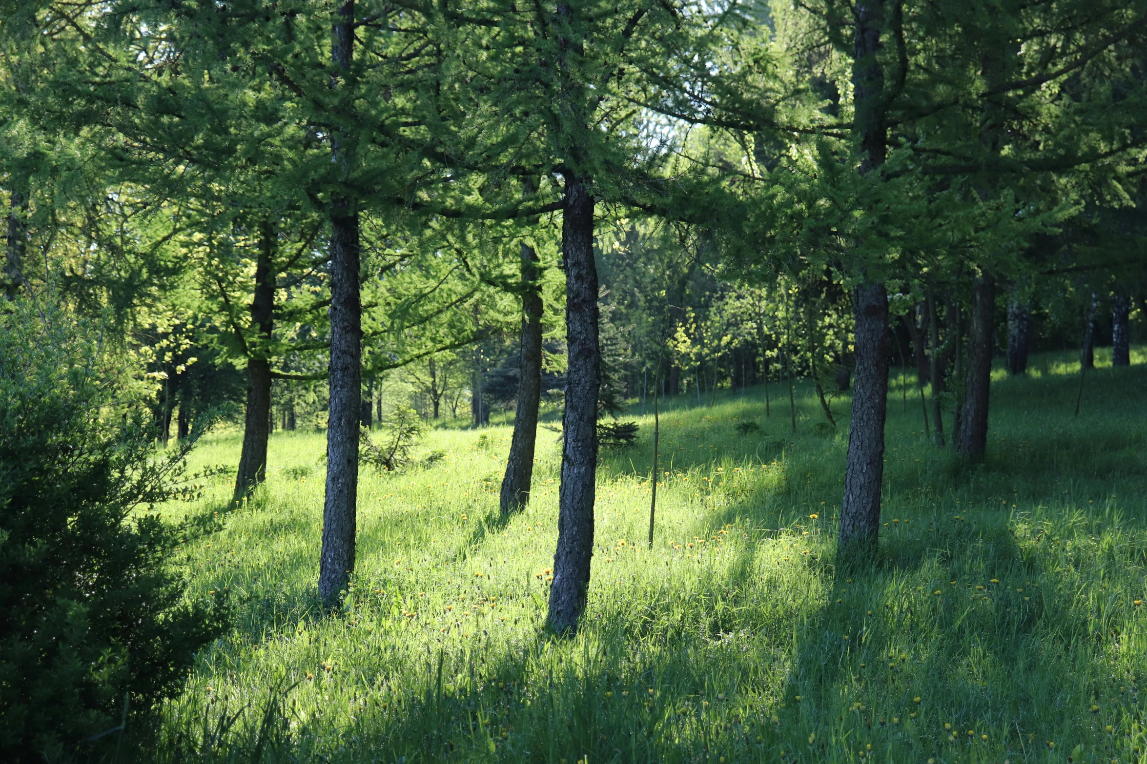 a path in the woods next to some tall trees