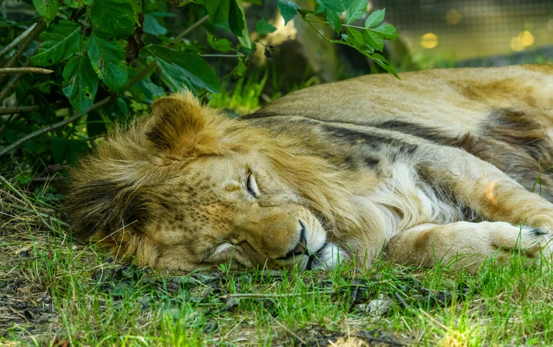 a lion laying in the grass near some bushes