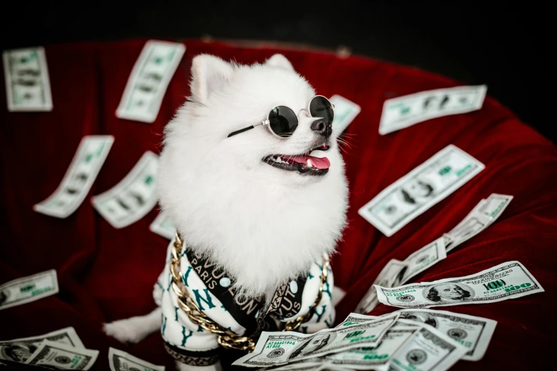 a small dog wearing a bandana and beads with lots of money scattered around him