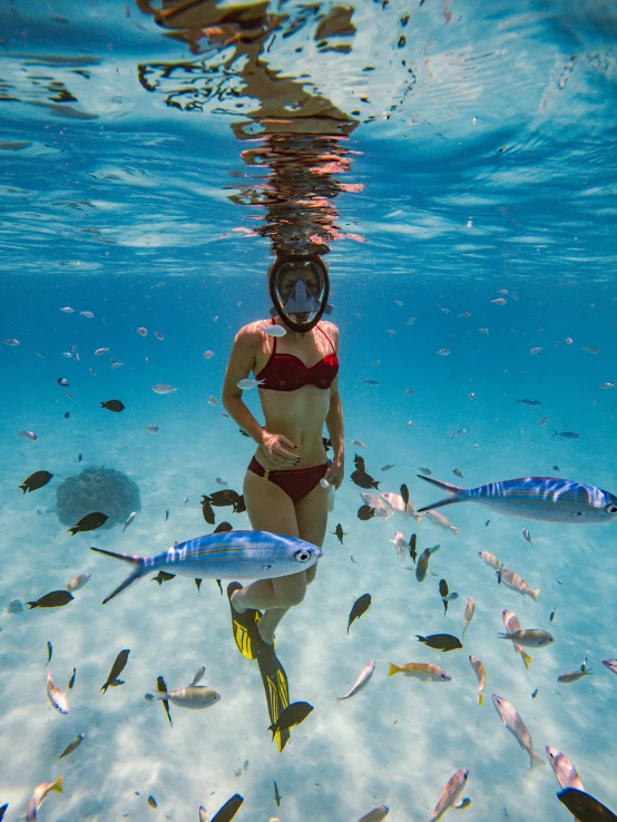 a lady swims in the water amongst a school of fish