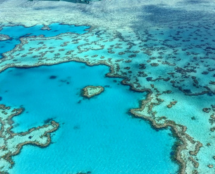 a group of corals near the surface of water