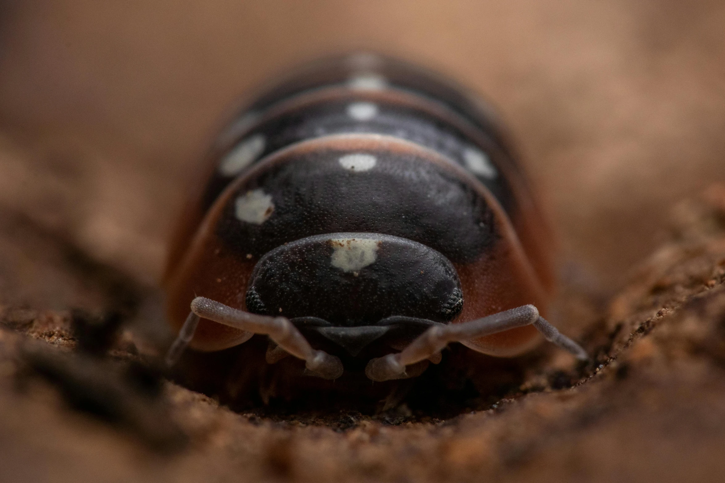 a close up of a bug's face looking out its hole