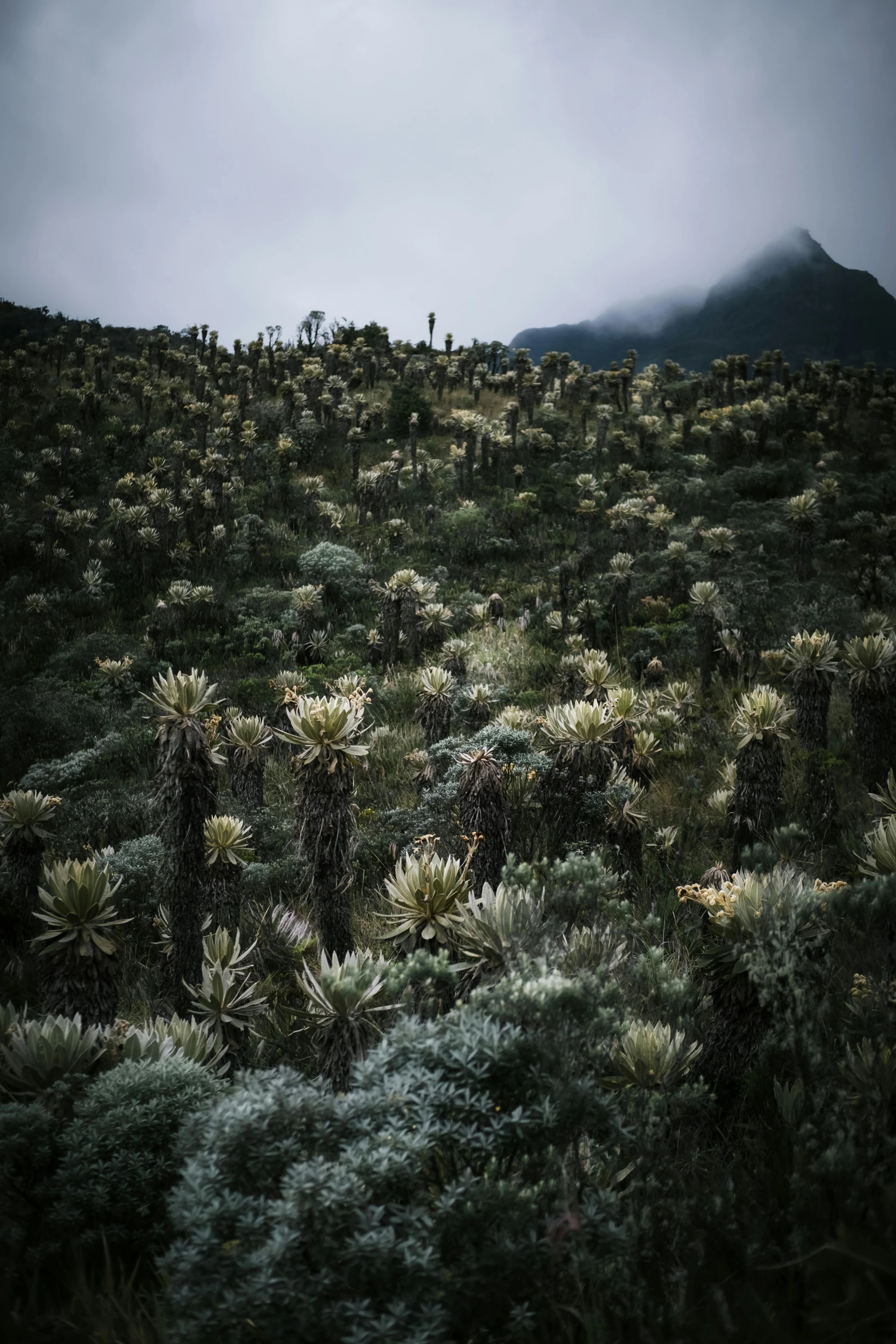 a hill that has some plants growing on it