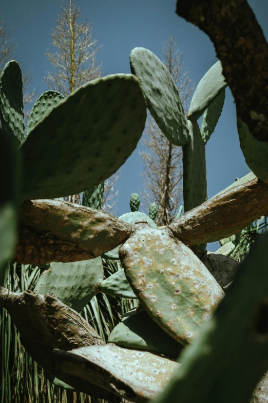 a cactus and some other plants are in the sun