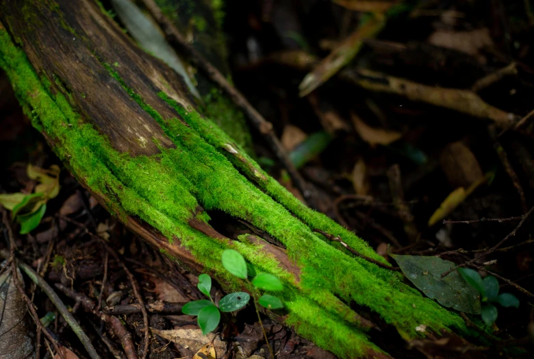 a mossy tree in a wooded area