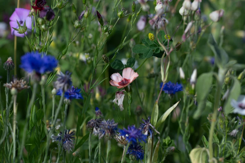 a bunch of purple flowers in the middle of a garden