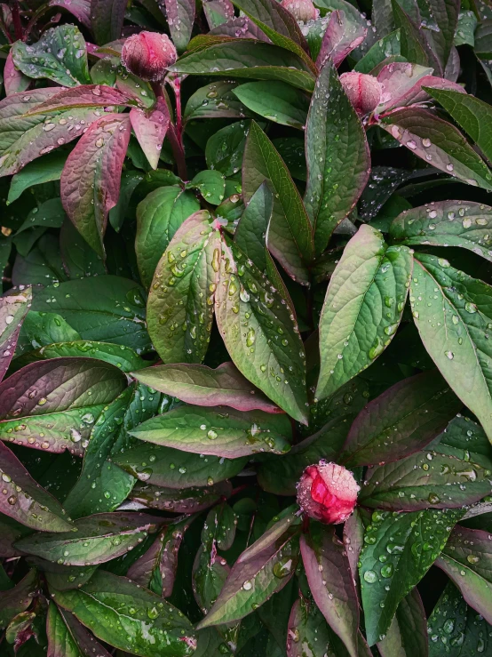 a pink flower growing from the middle of purple leaves