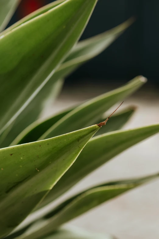 a bug is sitting on top of the green plants