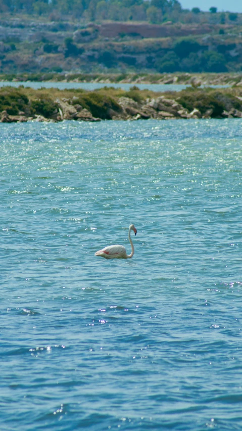 a swan is swimming in the middle of the ocean